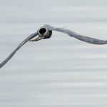 Flussseeschwalbe mit Fisch