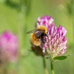 Mooshummel beim Nektar sammeln - Bombus muscorum