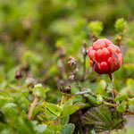 Multebeere