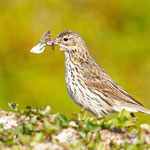 Wiesenpieper mit Insekten