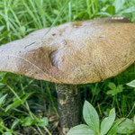 gemeiner Birkenpilz