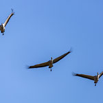 Kraniche im Anflug
