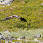 Seeadler und Singschwan