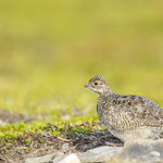 Alpenschneehuhn Küken