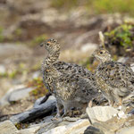 Alpenschneehuhn Küken