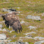 Seeadler im Flug
