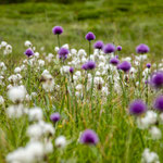 Wollgras und wilder Lauch