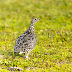 Alpenschneehuhn