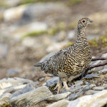Alpenschneehuhn