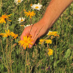 Cueillette d'Arnica en Auvergne