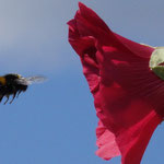 Hummelflug auf Stockrose