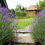 Lavendel lockt Schmetterlinge