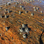 Diese lebenden Schnapsgäser sind am Fels festgewachsen