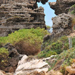 Die Felsen an der Küste von Penguin Island bestehen aus unzähligen versteinerten Pflanzen