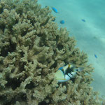 Dieser wunderschhöne Fisch, der an das Yellow Submarine von den Beatles erinnert, hat sein Pormonaie im Korallengestrüpp verloren...