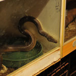 Es gibt einen "Schlangenraum" dessen Decke halb einstürzt ist, hier werden mittlerweile stark verstörte Schlangen in herkömmlichen Küchenschränken gehalten
