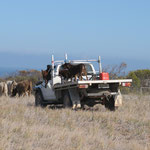 Aufgrund der Größe australischer Farmen verfügen die meisten Hütehunde über eigene Geländewagen
