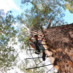 Ersteigung des 60 Meter hohen Gloucester Trees bei Pemberton