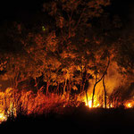 Ein absichtlich gelegter Brand zur "Waldpflege"