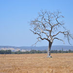 Ein recht trockener und einsamer Baum