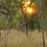 Sonnenuntergang zwischen den Savannenbäumen und -gräsern. Alles in Allem recht goldgelb.