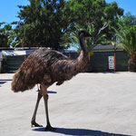 Ein Emu (flugunfähiger Laufvogel, nicht zu verwechseln mit "Emo") auf dem Campingplatz....