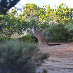 Dieses wirklich große rote Känguru hat uns am Schlafplatz im Busch besucht