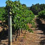 Das südwestliche Australien bringt die besten Weine des Landes hervor