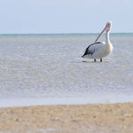 Die großen Pelikane sehen auch in der Luft majestätisch aus, wenn sie da so rumsegeln.