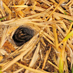 Eine durchgeknallte Gartenspinne wartet in ihrem Loch auf besseres Wetter