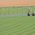 Bewässerungsanlage auf einer Karottenfarm