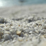 Und hier sieht man es: der gesamte riesiege Strand besteht ausschließlich aus diesen kleinen Muschelschalen, das war wirklich beeindruckend!