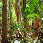 Bei Mataranka - ein schöner Regenwald mit vielen vielen Palmen