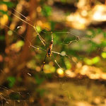 Eine große aber ungefährliche und trotzdem hässliche Golden Orb Spider