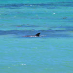 Delfine kommen hier ganz nah am Strand vorbei