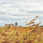Gräser und rostige Farmgebäude bilden in Kombination ein schönes Fotomotiv