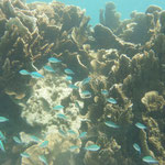 Schöne Bunte Fische verdecken die Aussicht auf ein Korallengebüsch