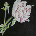 Titolo: Peonia Tecnica: olio su tela Misure: 20x20 Anno: 2010