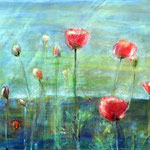 Mohn 60 / 80  ***   Gartenblumen, ausgewandert