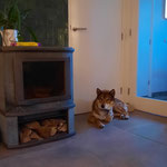 四国犬 Shikoku Ken, asian dog, le chien