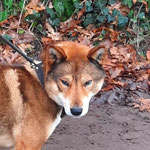 四国犬 Shikoku Ken, asian dog, le chien