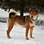 四国犬 Shikoku Ken, asian dog, le chien