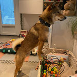 四国犬 Shikoku Ken, asian dog, le chien 