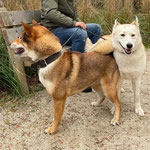 四国犬 Shikoku Ken, asian dog, le chien