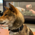四国犬 Shikoku Ken, asian dog, le chien