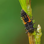 Larve des Asiatischen Marienkäfers mit Blattlausmahlzeit