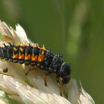 Asiatische Marienkäferlarve hat sich erleichtert (Harmonia axyridis)
