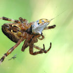 Asiatischer Marienkäfer in den Fängen einer Kreuzspinne