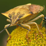Willst du mein Freund sein...? - Nördliche Fruchtwanze (Carpocoris fuscispinus) + unbekannter Käfer