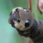 Raupe des Mittleren Weinschwärmers (Deilephila elpenor) in Schreckstellung mit eingezogenem Kopf